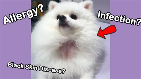 Dog Hair Loss Allergies Black Skin Disease Infection Youtube