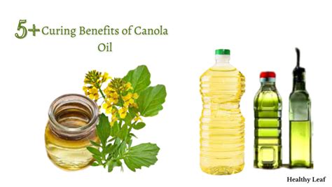 9 Curing Benefits And Facts Of Canola Oil Helthy Leaf