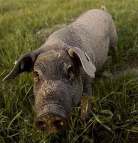 Michigan Takes Aim At Feral Pigs They Could Be Designated As Invasive