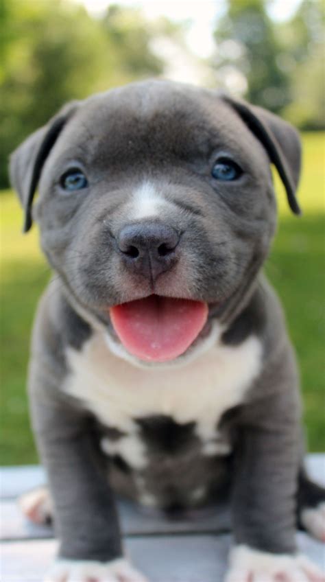 Purebred Blue Pitbull Puppies