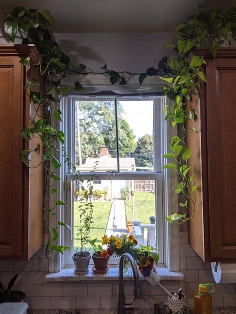 What Do Yall Think Of My Kitchen Window Houseplants Kitchen