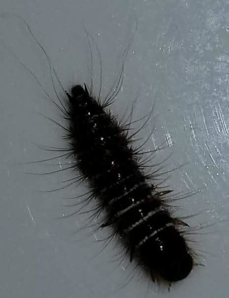 Black Fuzzy Caterpillar Looking 418946 Ask Extension