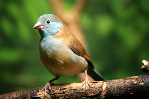 Ordnen sie die darwinfinken ihren unterschiedlichen ökologischen nischen / den graphen die entsprechenden funktionsgleichungen zu. Ein Tag im Zoo rund um Charles Darwin