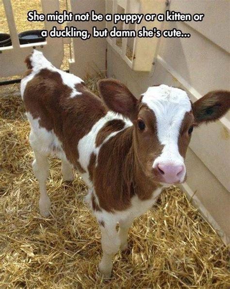 Cow Baby Farm Animals Baby Cows Cute Little Animals Cute Funny