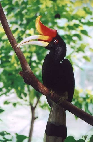 National Bird Of Malaysia Malaypipi