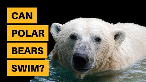Can Polar Bears Swim Top Speed Deepest Dive Youtube