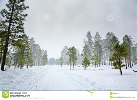 Snowy Scene Stock Photo Image Of Scenery Winter Woods 9839248