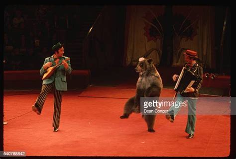 Russian Dancing Bear Photos And Premium High Res Pictures Getty Images
