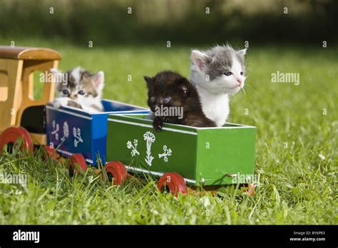 Young Domestic Cats Playing With A Wooden Toy Train In The Garden