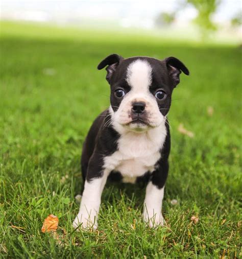 Get cute pups, helpful tips, and more sent to your inbox. Pin by Lancaster Puppies on dogs in 2020 | Boston terrier ...