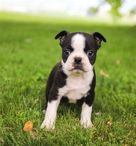 View more property details, sales history and zestimate data on zillow. Pin by Lancaster Puppies on dogs in 2020 | Boston terrier ...