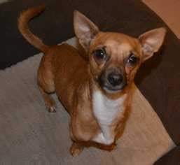 Free puppies and dogs for adoption near me. View Ad: Chiweenie Dog for Adoption near New York, Bronx ...