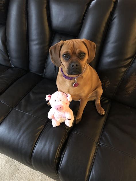 8 Photos Toy Puggle And View Alqu Blog