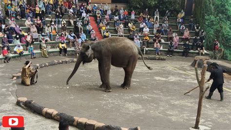 Taman Safari Ii Prigen Pasuruanpertunjukan Gajah Yang Keren Youtube
