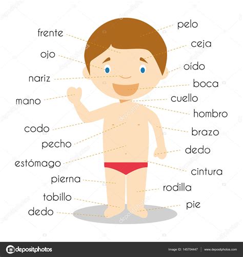 Vocabulario De Partes Del Cuerpo Humano En Español Vector Ilustración