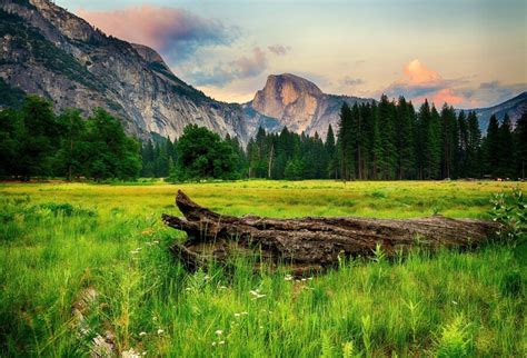 Scenery Photography Backdrops Pine Forest Under The Mountains Landscape
