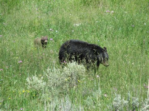 Armands Rancho Del Cielo First Grizzly Bear Sighting At Yellowstone