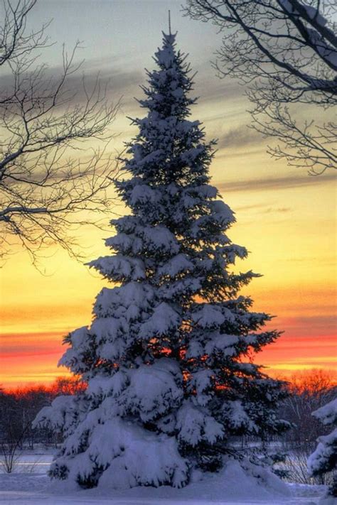 The Most Beautiful Christmas Tree Winter Sunset Winter