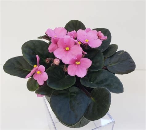 Pink African Violet With Seasonal Pot Cover Approximate Delivery Is 2