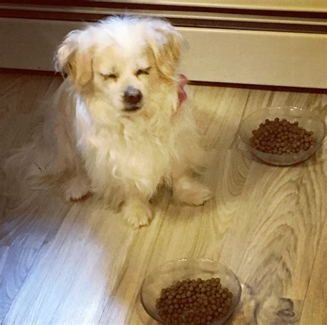 The Surprising Truth Behind Why Your Dog Eats His Own Poop