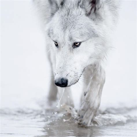 Wayfair.com has been visited by 1m+ users in the past month 10 Most Popular White Wolf Wallpaper 1920X1080 FULL HD ...
