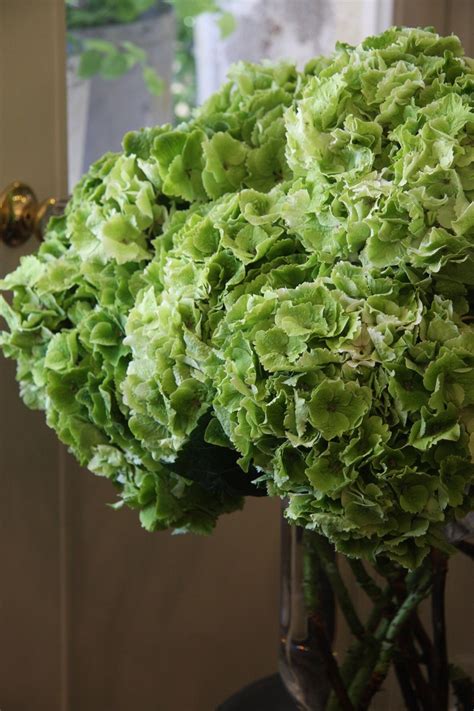 Maybe you would like to learn more about one of these? hydrangea Magical emerald classic | flowers in green ...
