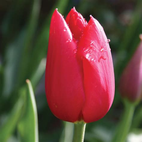 Kingsblood Tulipsingle Late Tulip Bulbs