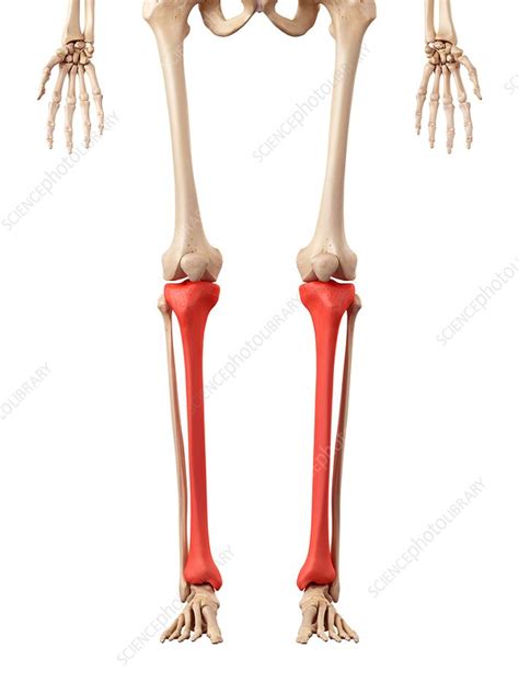 Leg Bones Stock Image F0162627 Science Photo Library