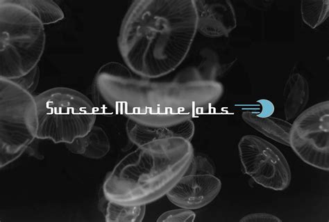 Live Moon Jellyfish Sunset Marine Labs Live Jellyfish And Aquariums