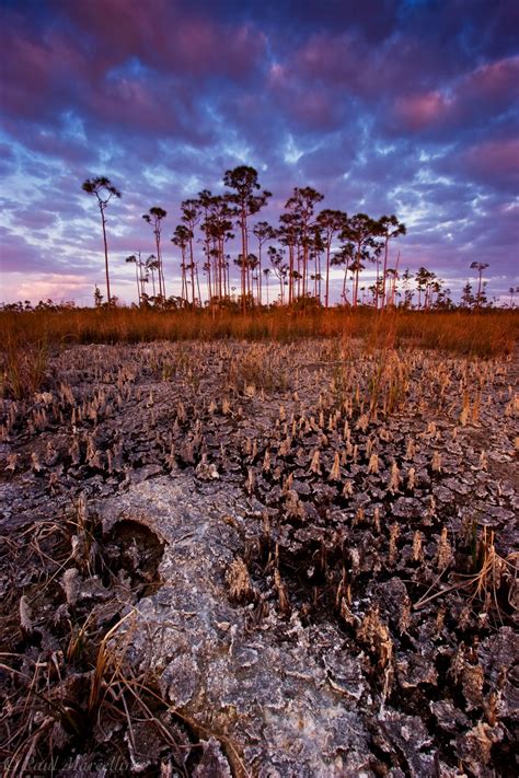 Dry Season Everglades National Park Florida Florida Landscape Photography By Paul Marcellini