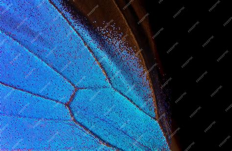 Premium Photo Wing Of A Butterfly Ulysses Wing Of A Butterfly Texture
