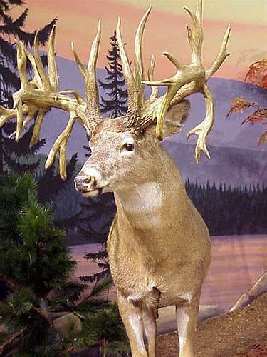 Atypical Deer Has Unusual Antler Growth 4 Flickr Photo Sharing