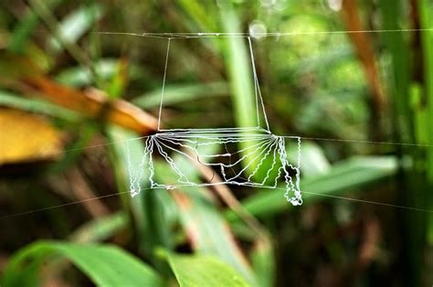 Net Casting Spider Web Deinopidae Singapore Limited Edi Flickr