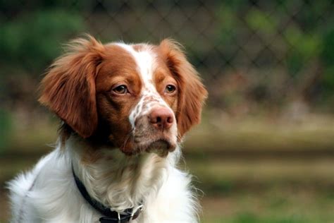 15 Fascinating Facts About Brittany Spaniels Every Owner Should Know