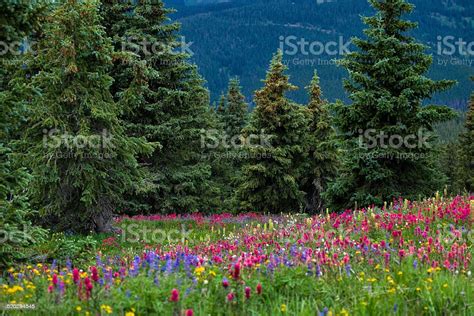 Wildflowers In Mountain Meadow Stock Photo Download Image Now Istock