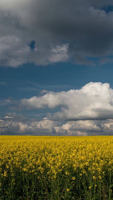 Beautiful Yellow Rapeseed Flowers Field Under White Clouds Blue Sky 4k