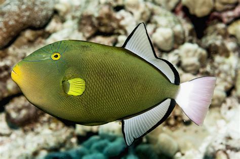 Pinktail Triggerfish Fish Breed Profile