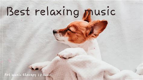 Relaxing Dog Music🎵12 Hours Of Calm Music And Sound Of Waves To Help
