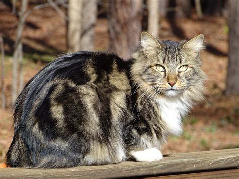 The development of this breed didn't start until the 1990's so it is one the traditional siamese (aka applehead siamese) is one of the oldest breeds of domestic cats. 7 of the Most Beautiful Large Cat Breeds in the World ...