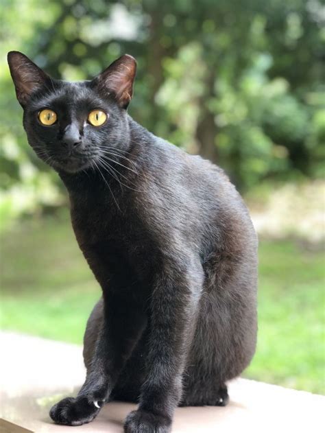 Have You Seen Tutu A Missing Black Cat Lost At Tampines Cats Cat Colors Black Cat