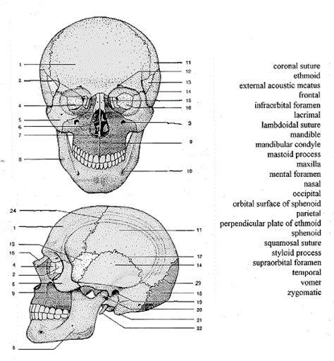 Skull Labeling Worksheet Anatomia Dos Ossos Anatomia Corpo Humano