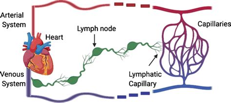Overview Of How The Circulatory System And Lymphatic System Work In