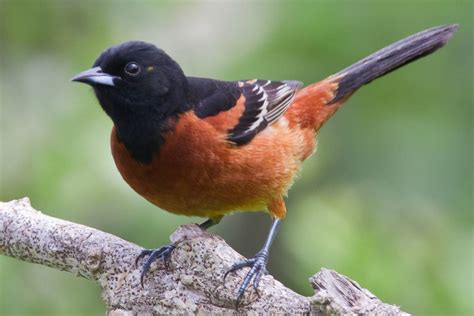 Identifying Orange Birds