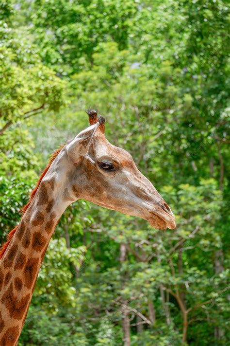 Premium Photo Close Up Giraffe Face Background