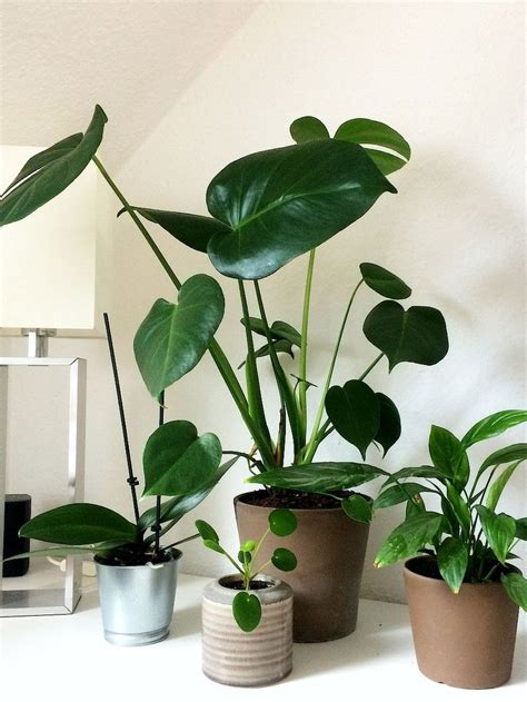 Besonders wer nicht minimal 5 portionen. Grüner Wohnen - 8 pflegeleichte Pflanzen für dein Zuhause ...