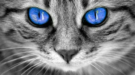 Black Cats With Blue Eyes Wallpapers