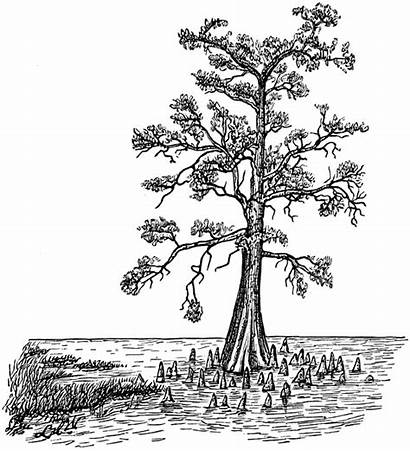 Clipart Cypress Tree Swamp Bald Trees Form