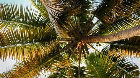 Download Wallpaper 2560x1440 Palm Tree Branches Tropics Bottom View
