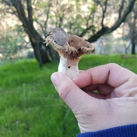 Can Anyone Help Me Id This Found In Northern California Rmushrooms