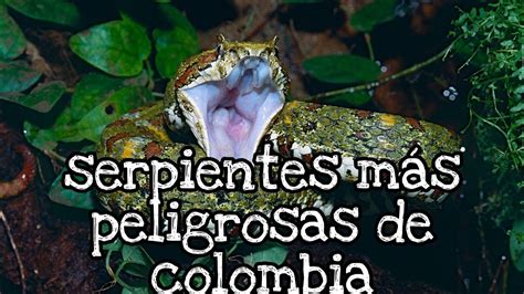 Descubre A Las Serpientes M S Peligrosas De Colombia Youtube